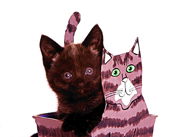 Twins, Domestic Shorthair